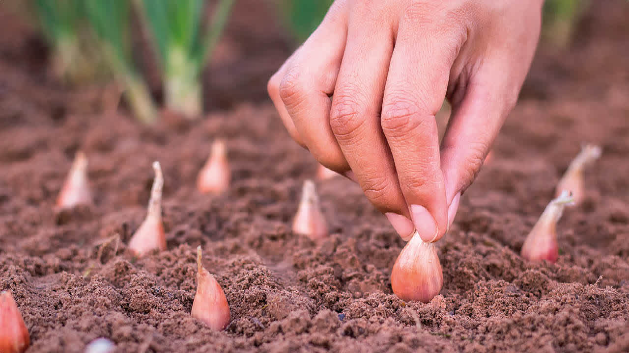 Categorie plantgoed image