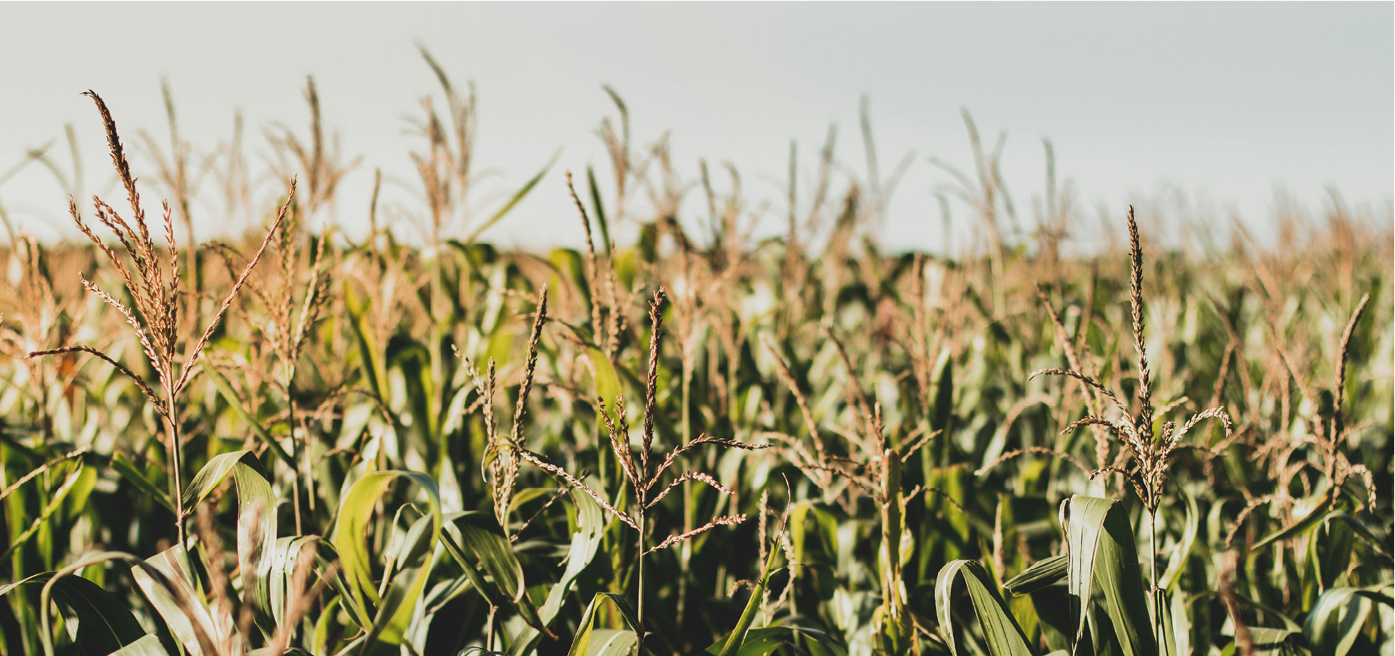 Ruwvoederteelten maïs 968x455px