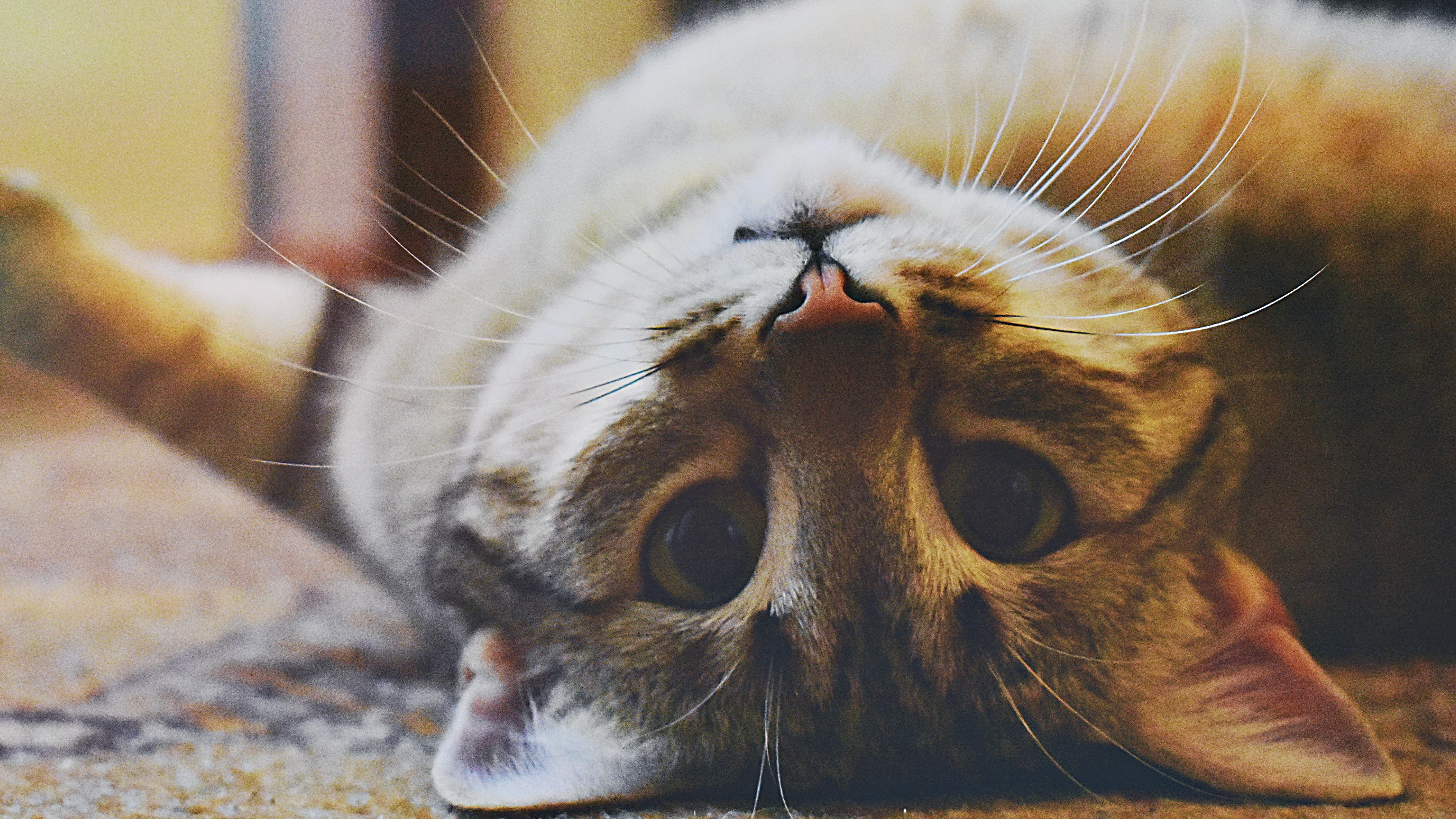 Alles voor katten aveve diepvriesvoeding