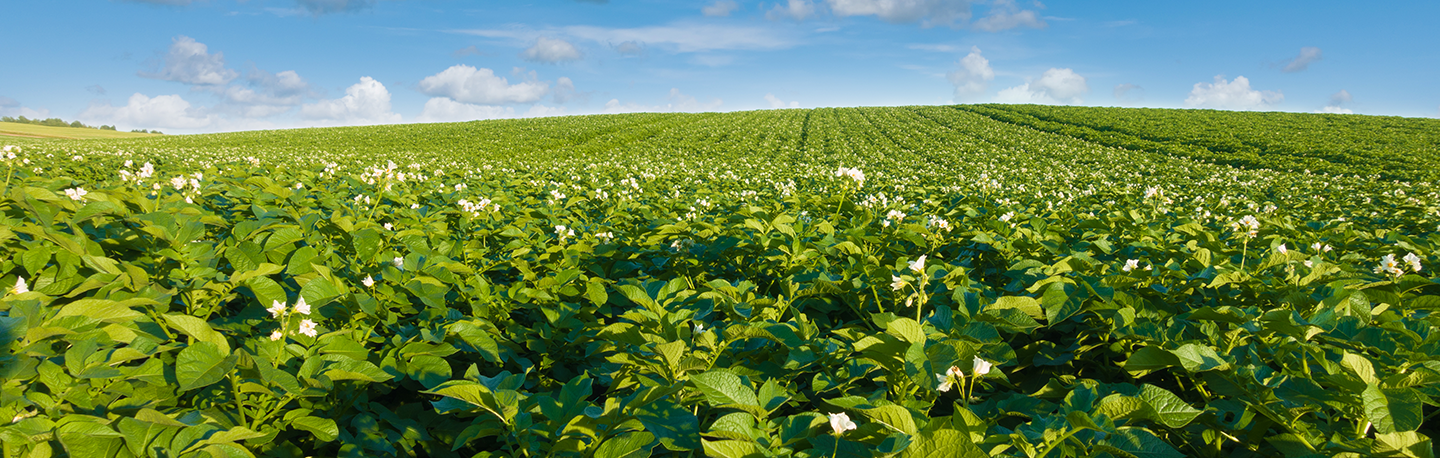 Servagri - pootgoed - veld aardappelen in bloei 