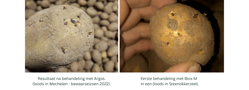16.09.2025_Nieuwsbrief AH_Hoe je aardappelen bewaren na een droge en warme zomer I3