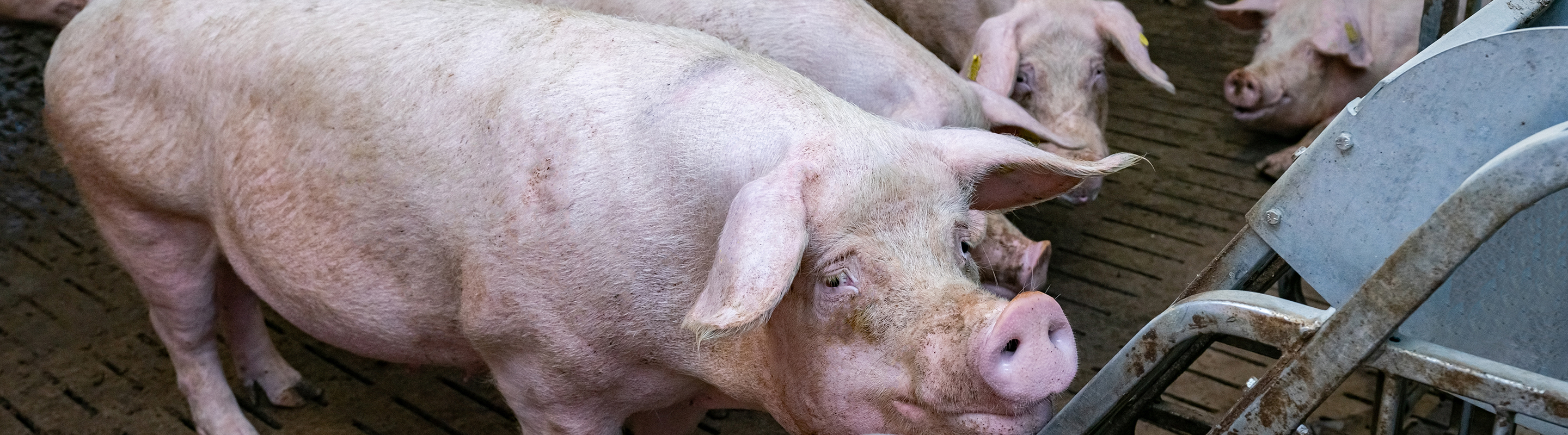 photo d'un porc dans l'étable