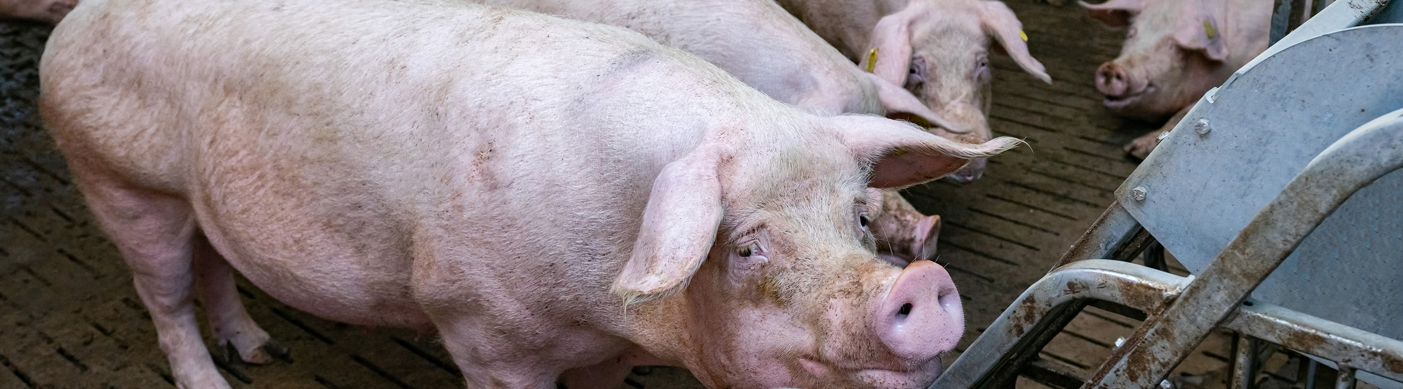 Foto von einem Schwein im Stall