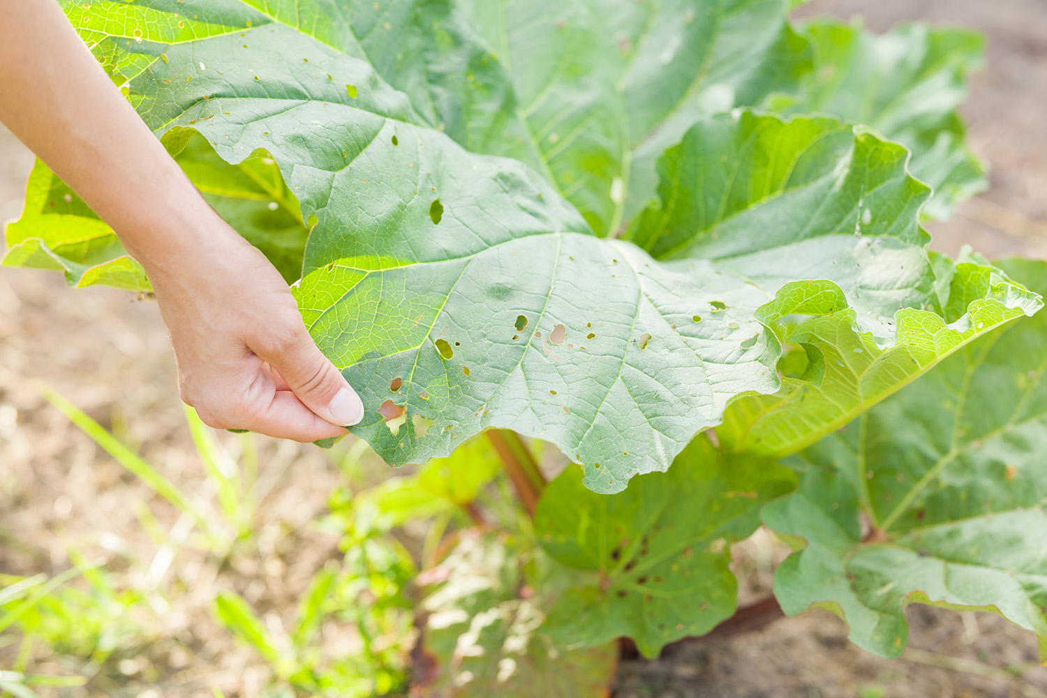 Traces de nuisibles dans le potager - Aveve