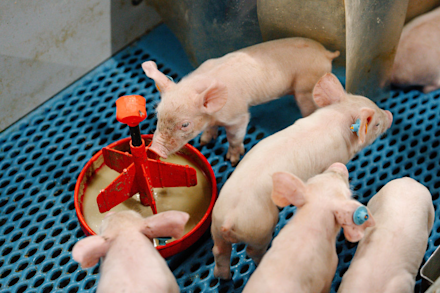 Liquid feed hygiene & acids