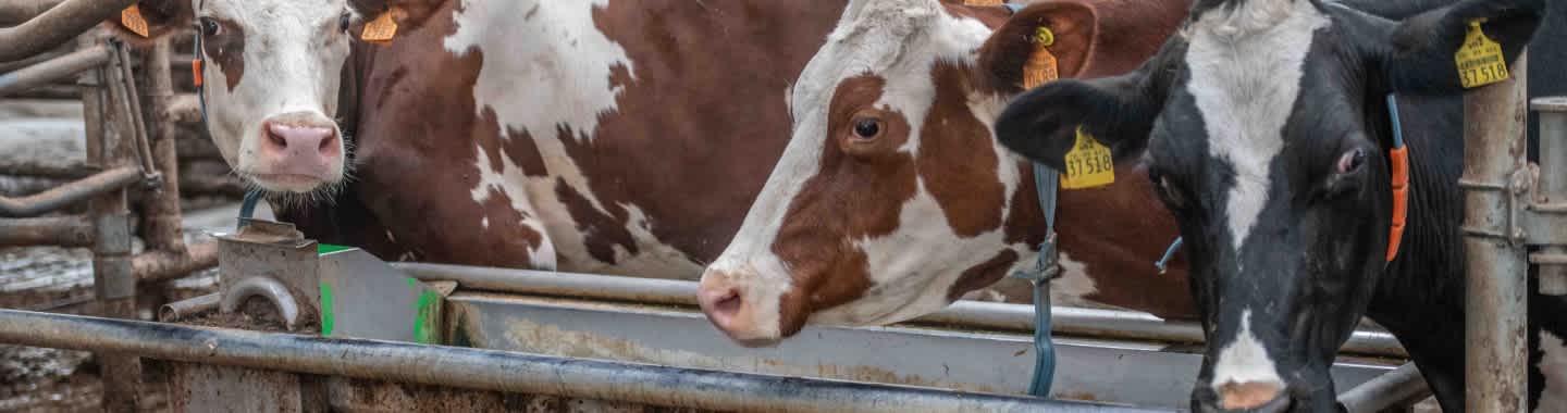 Proxani_hittestress_koe