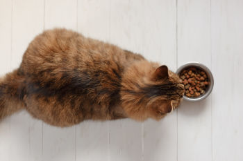 Alles voor katten aveve droge voeding