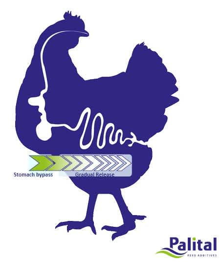 Figuur 1: Intest-Plus® omzeilt de maag en geeft geleidelijk butyraat af in de darm.