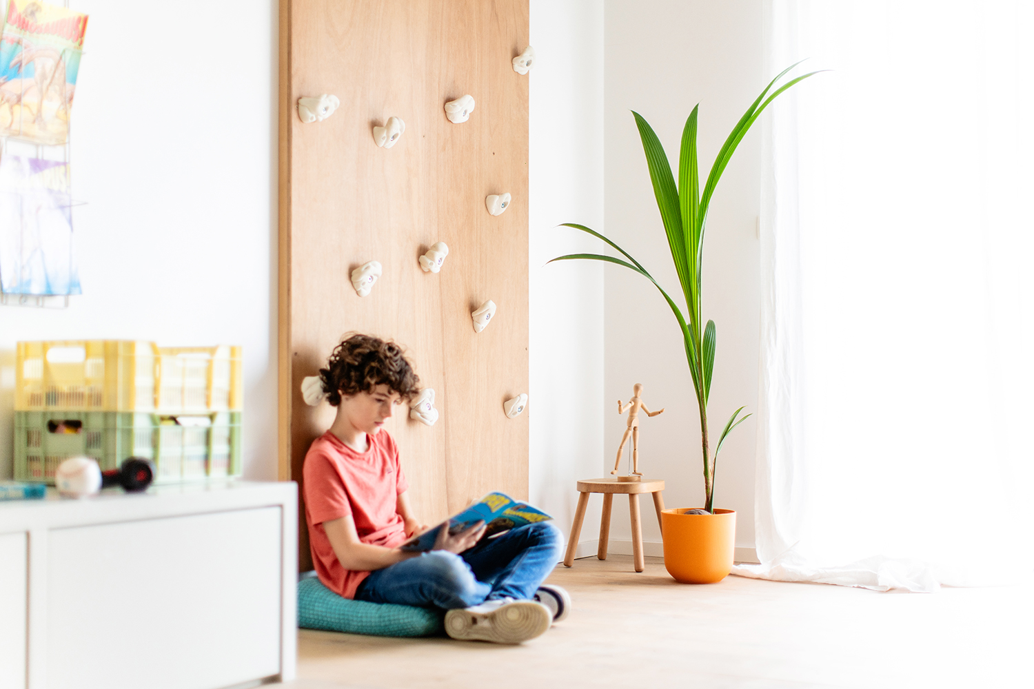 Le cocotier ou cocos nucifera comme plante d'intérieur - Aveve