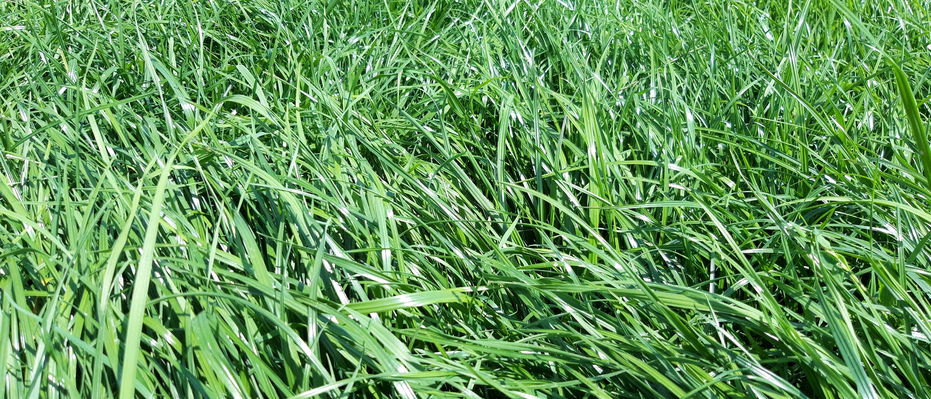 Grasland banner 1920x823px