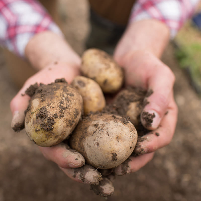 Aardappelen rooien - Sanac