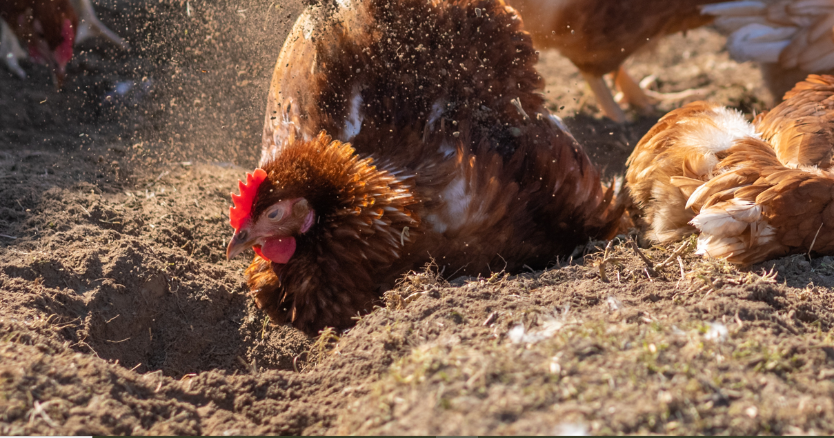 banner mineralen en hygiene