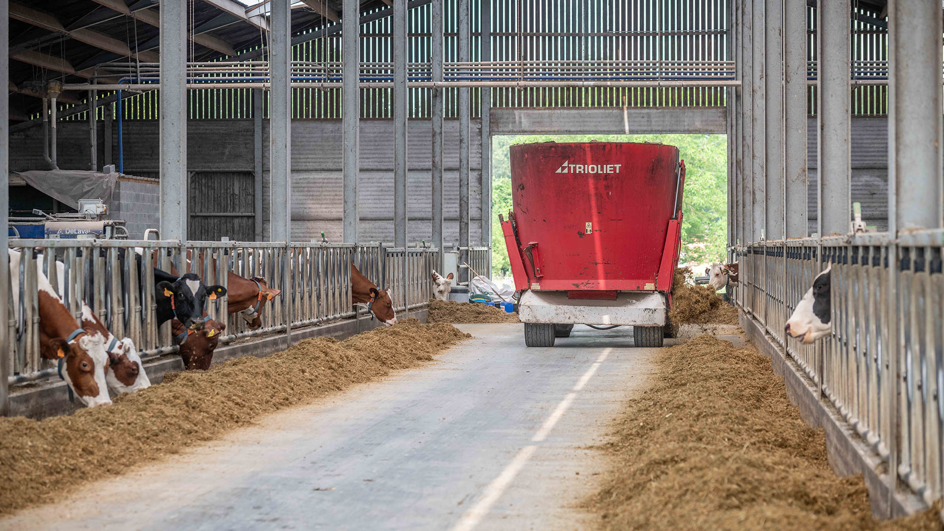 dairy cattle in the field