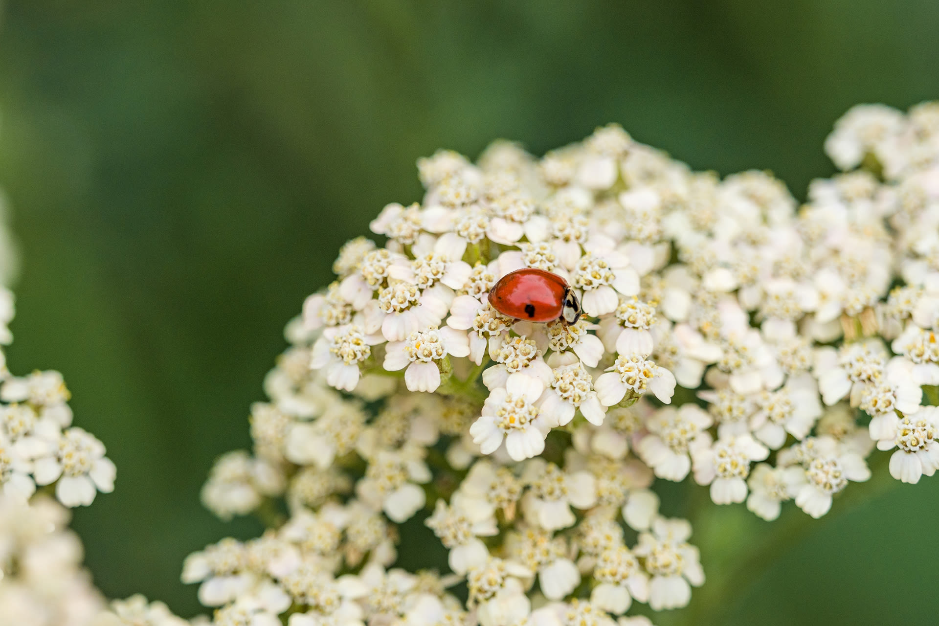 Invito wildbloemenmengsel