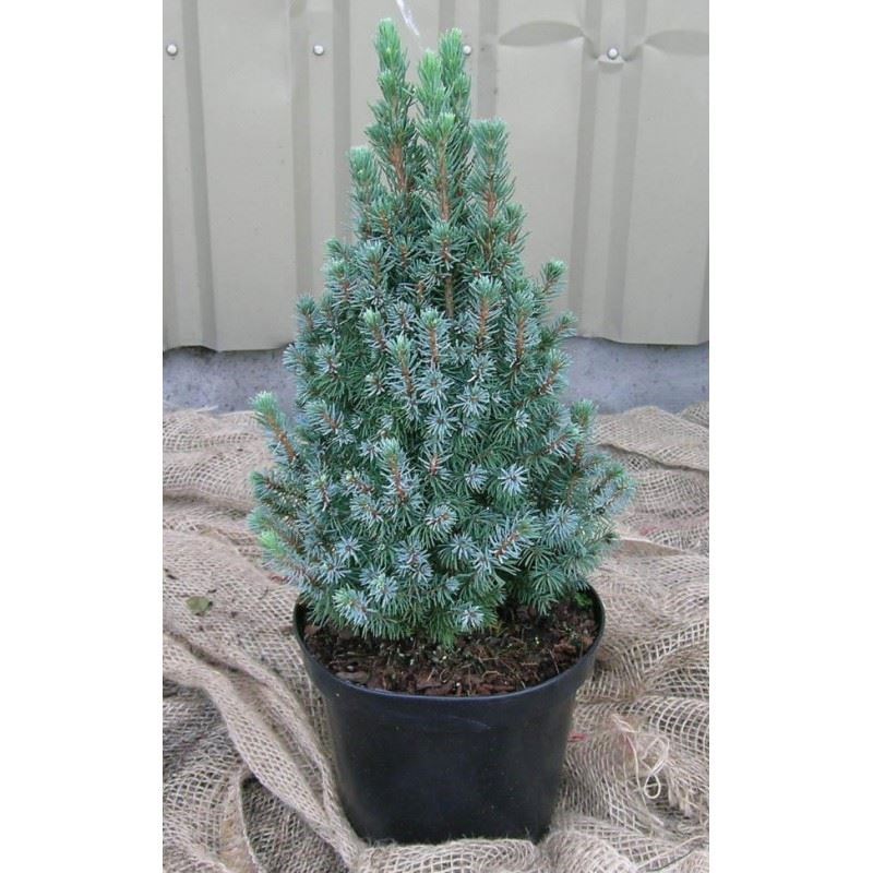 image: witte spar verticaal