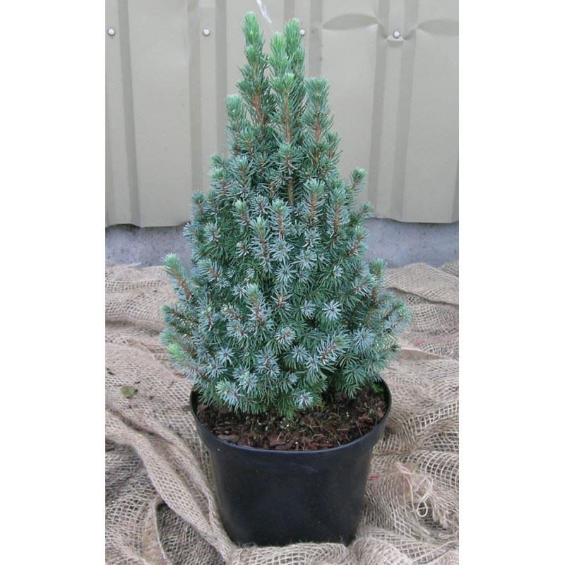 image: witte spar verticaal