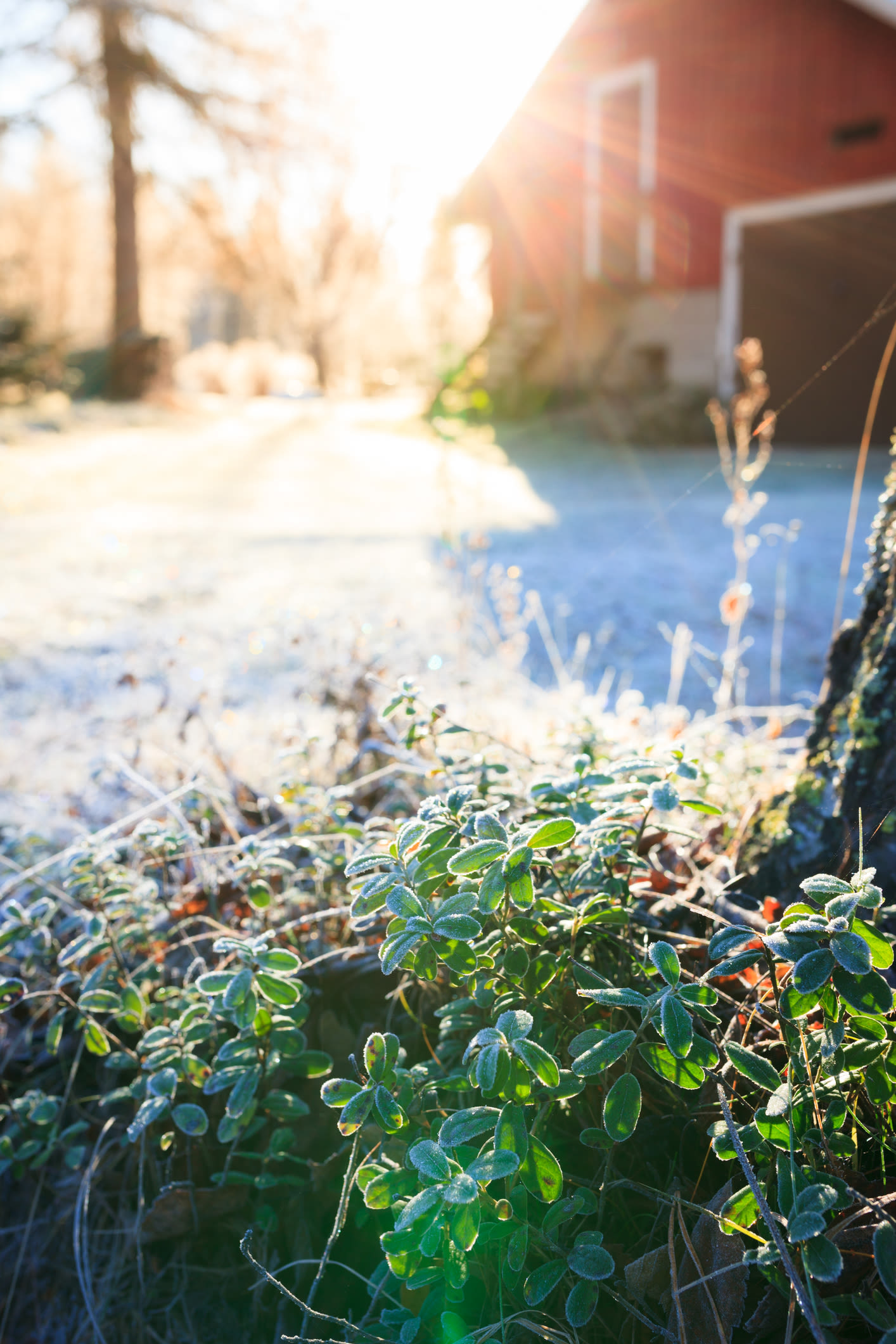 image: tuin in de winter verticaal