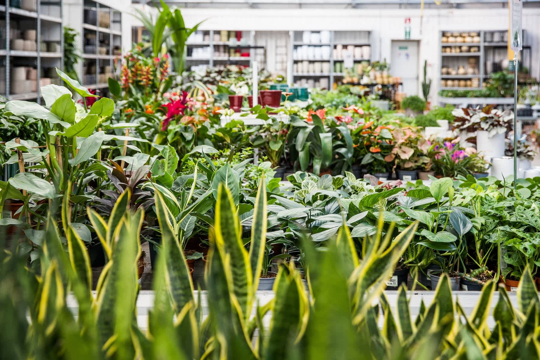 image: Luchtzuiverende kamerplanten