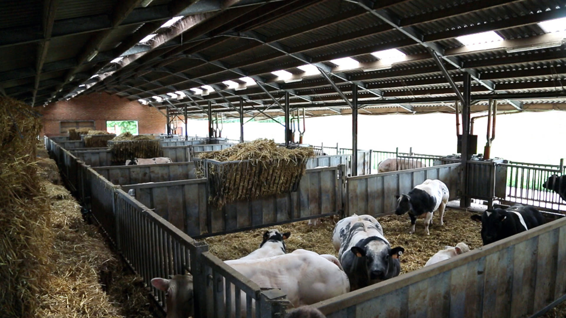 koeien in de stal hooi proefstation