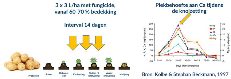 Knolzetting 