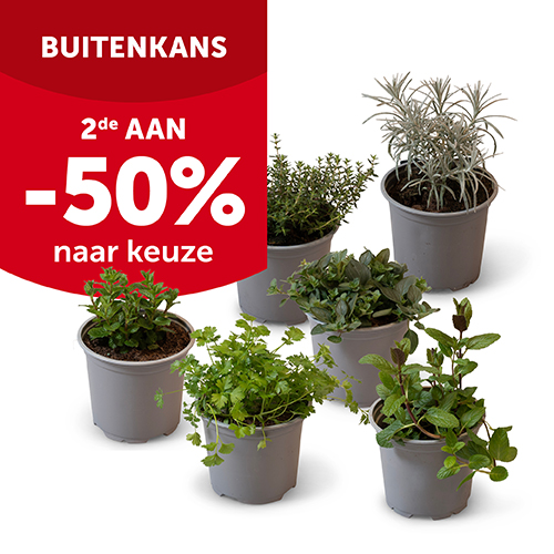 2de aan -50% op Belgische kruiden in pot Ø 10 tot 15 cm - Aveve