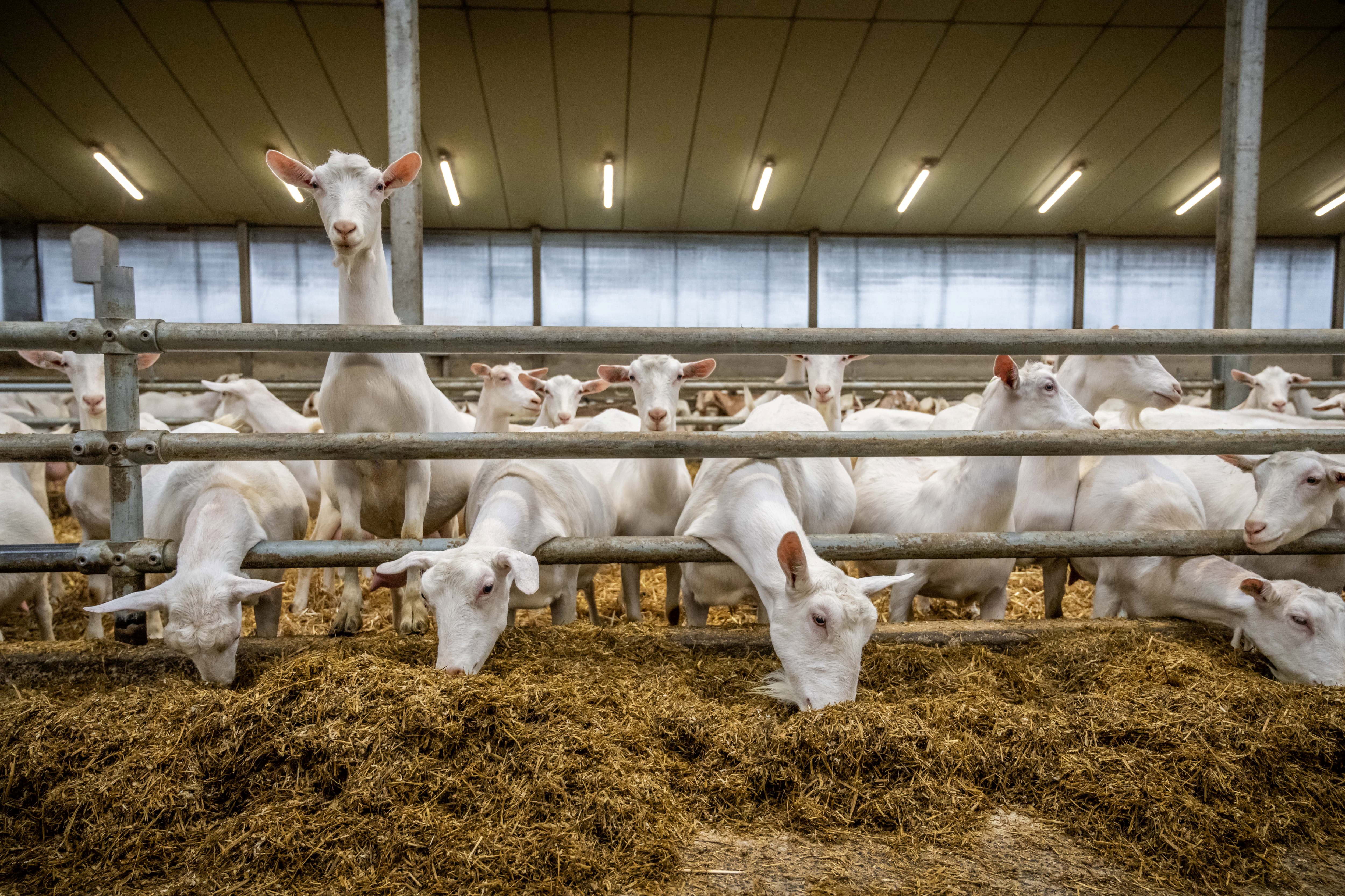 30.04.2025_AN_Nieuwsbrief_Zomertips varkens