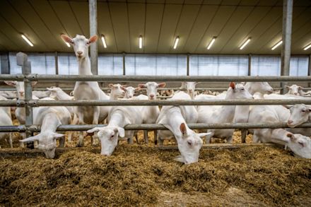 30.04.2025_AN_Nieuwsbrief_Zomertips varkens