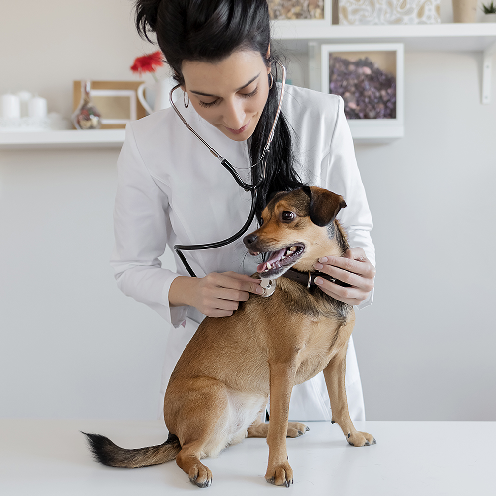 Chien sur la table du vétérinaire – Aveve