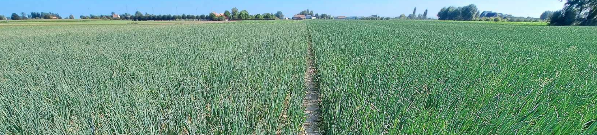 13/03/2026_Fertigatie: de slimste stap naar een hogere opbrengst