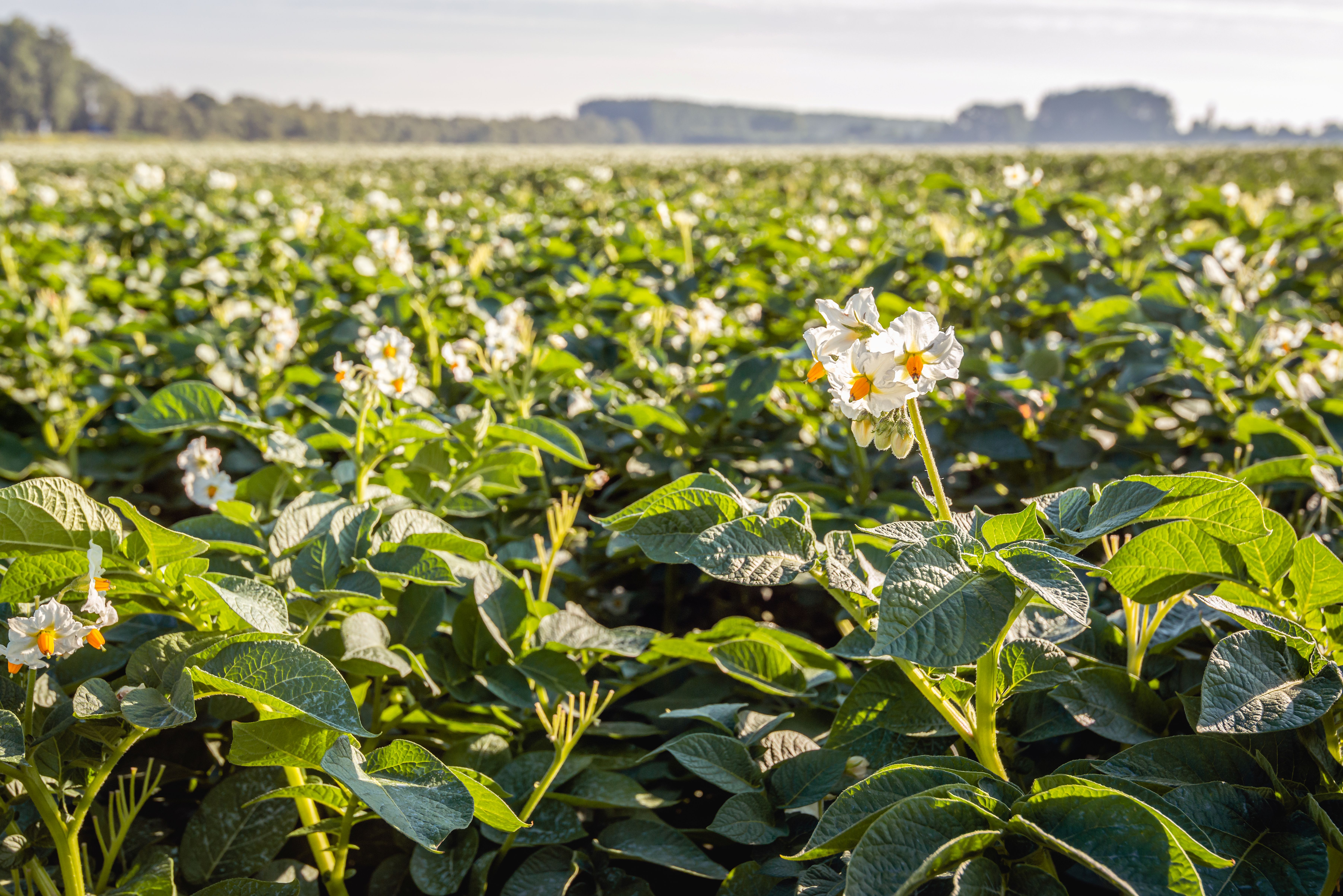 17.06.2026_Nieuwsbrief_AH_Na regen komt zonneschijn: bladvoeding in aardappelen en bieten 