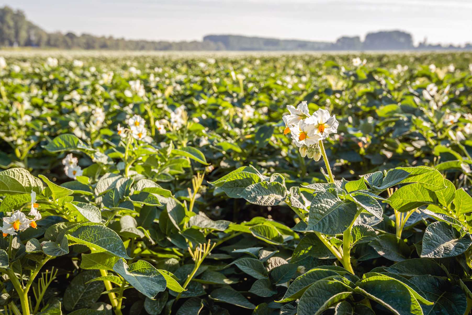 17.06.2026_Nieuwsbrief_AH_Na regen komt zonneschijn: bladvoeding in aardappelen en bieten