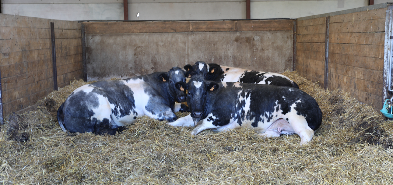 Vleesvee afmest 968x455px