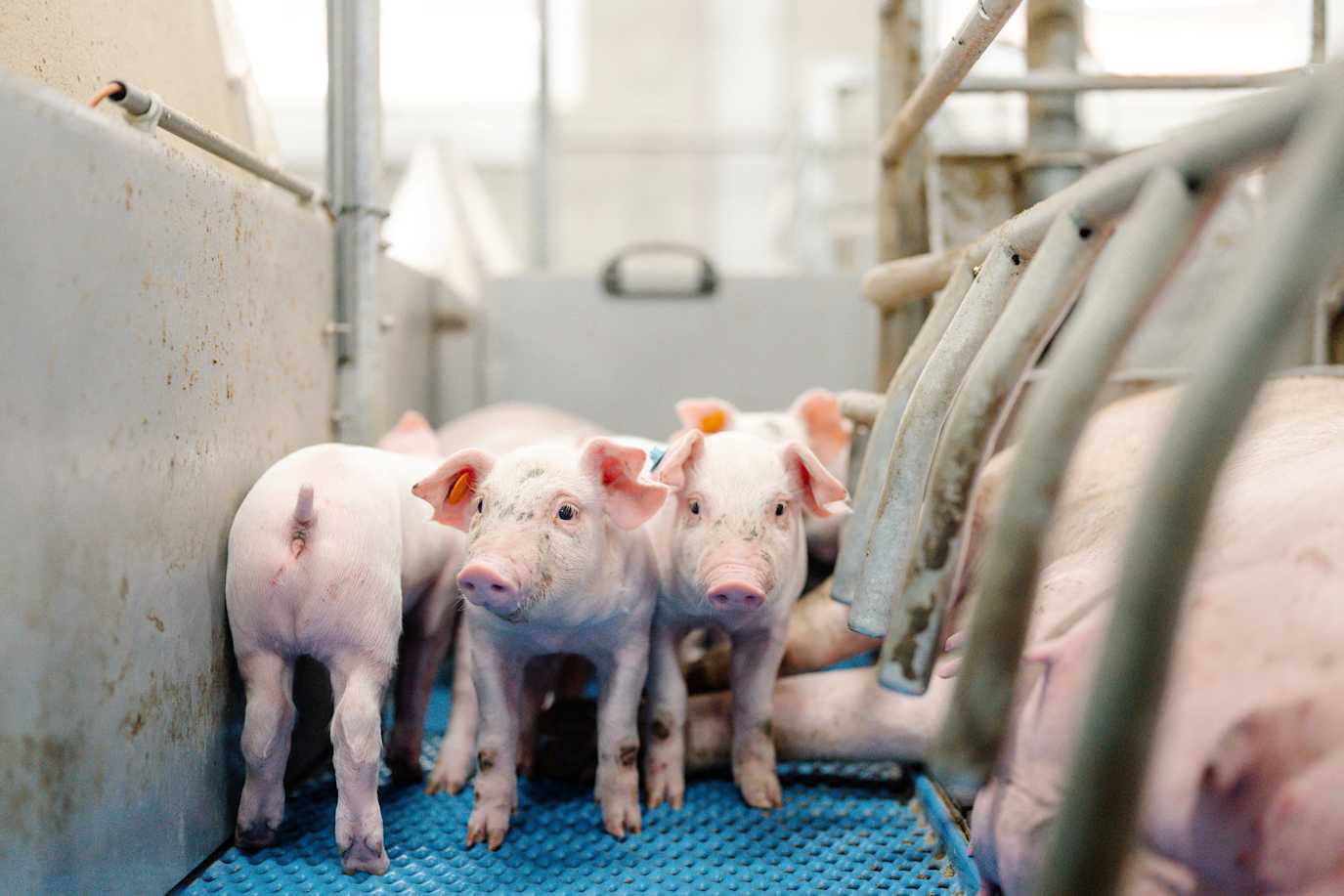 16.09.2025_Nieuwsbrief AN_verlegstrategie