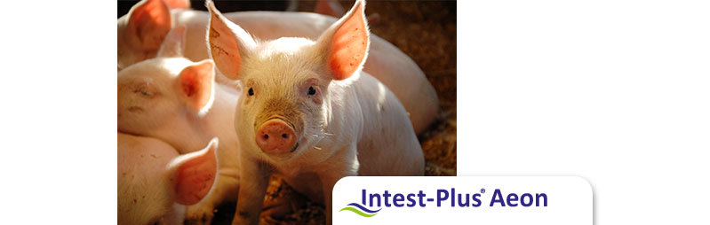 ZnO Ban: Intest-Plus® Aeon is the answer