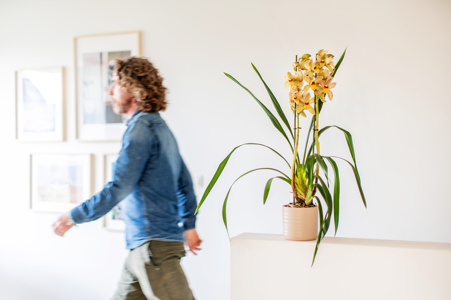 Magnifique cymbidium à la lumière indirecte du soleil avec une personne à l’arrière-plan - Aveve