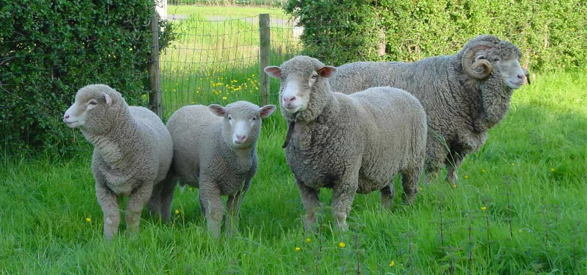 Schapen afbeelding 1 968x455px