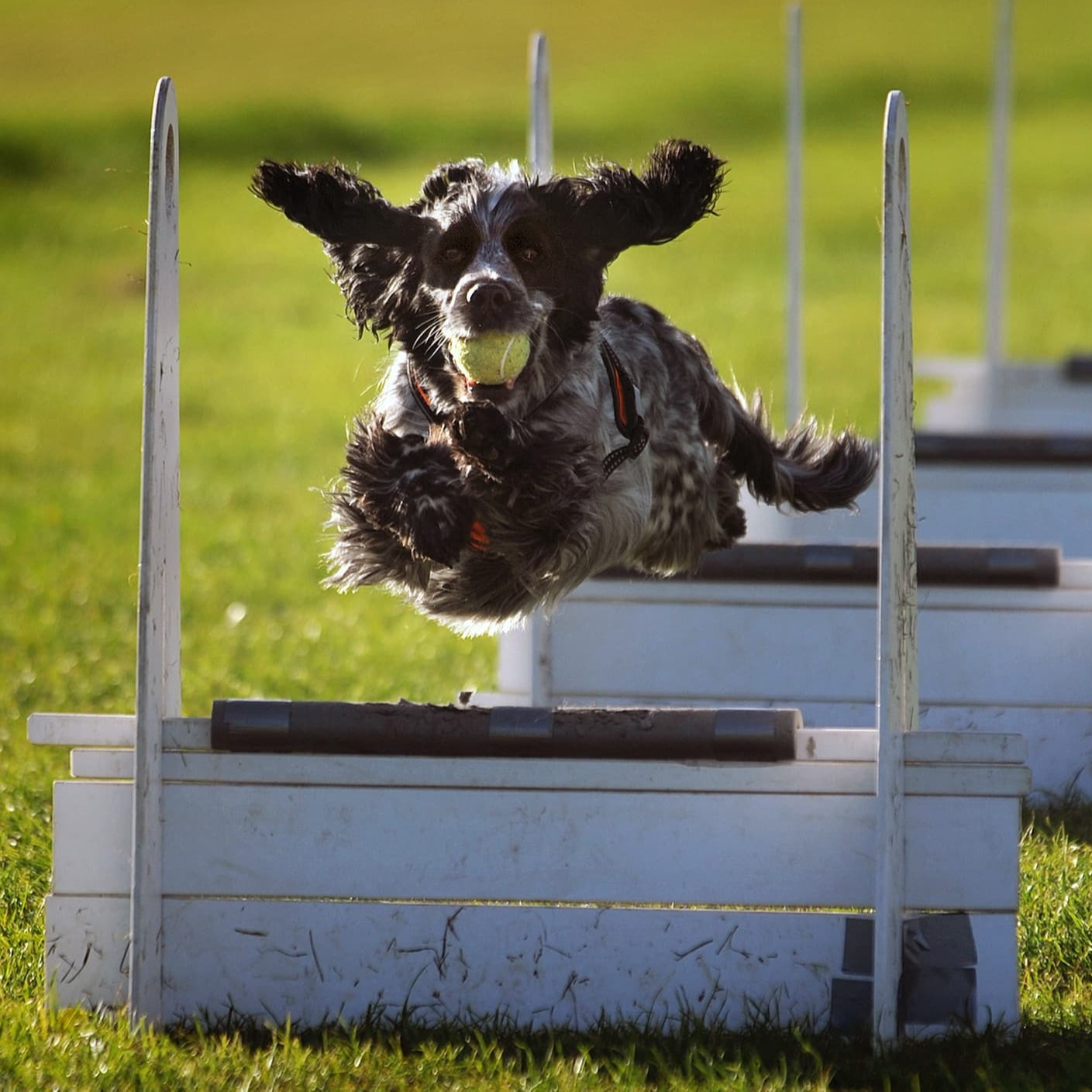 Un chien saute au-dessus d’un obstacle - Aveve