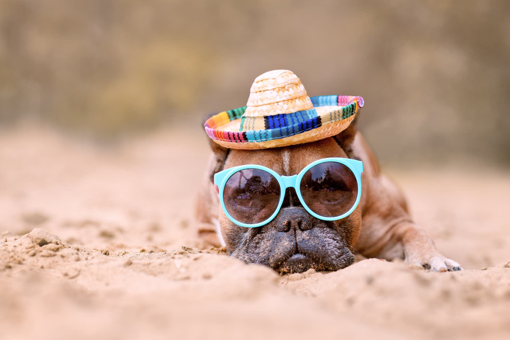 Chien en vacances avec des lunettes de soleil - Aveve