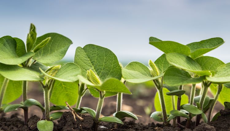 Foto de plantes d'haricots planté sous terre - Sanac