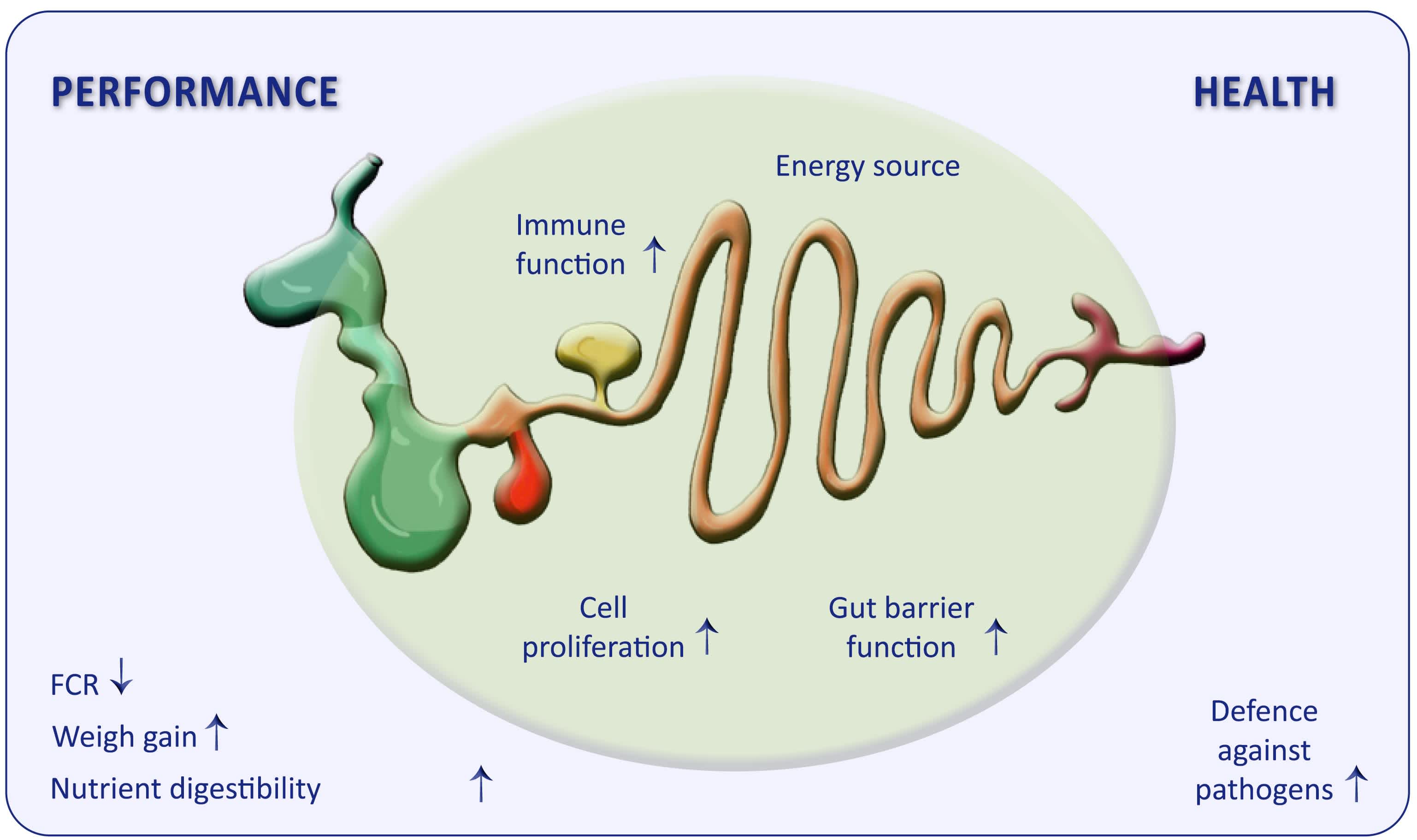 Figure 1: Multiple biological functions of butyrate in the intestine and beyond.