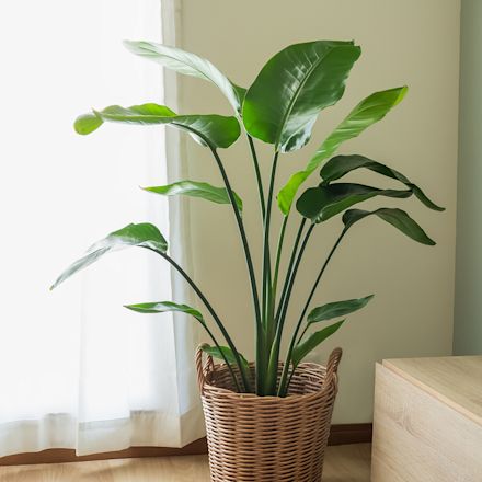 Kamerplant in de kijker: Strelitzia reginaea - 2 voor €99