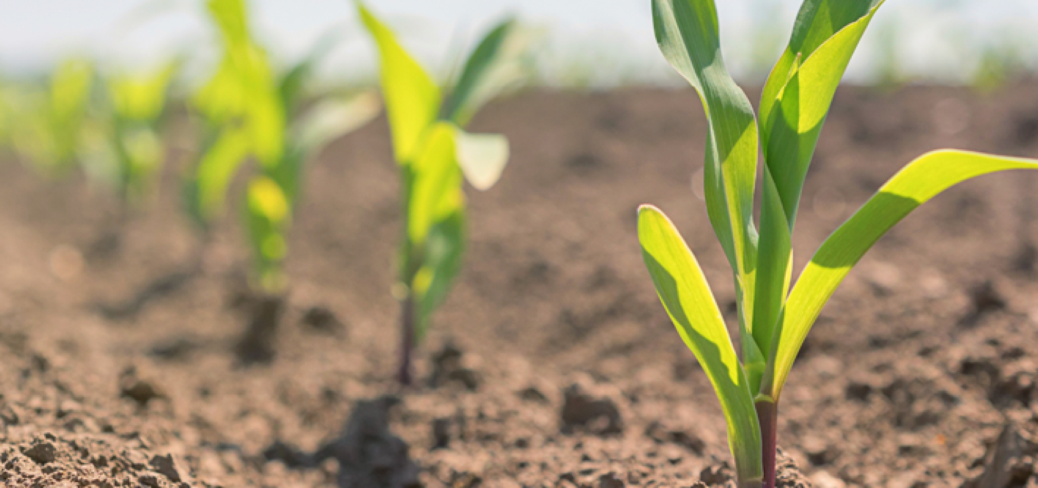 Bodemconcept Walagri 968x455px