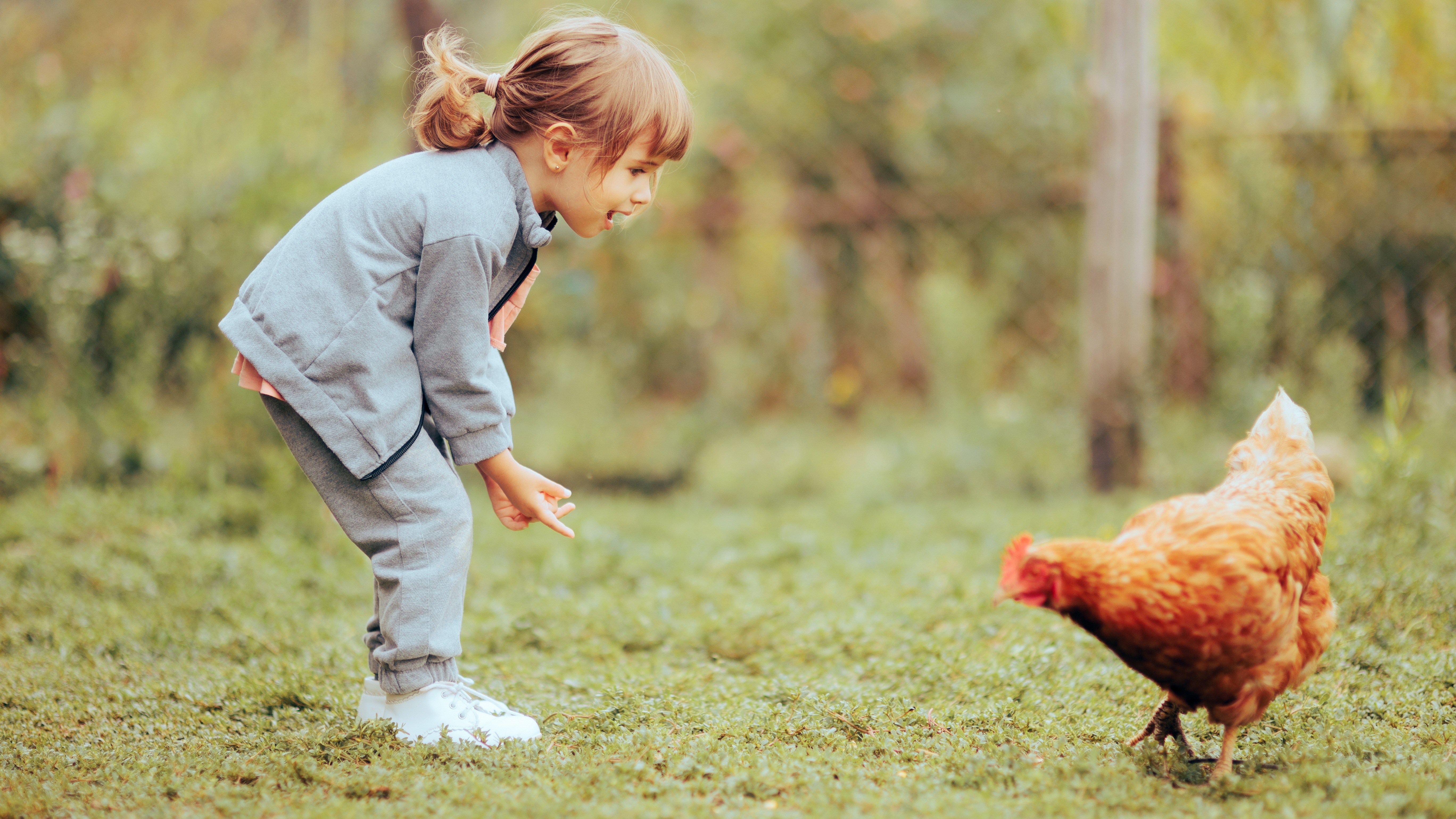 Divertir les poules - Aveve