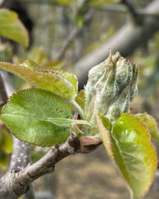 Spuitwijzer Fruitteelt, 7 april 2021
