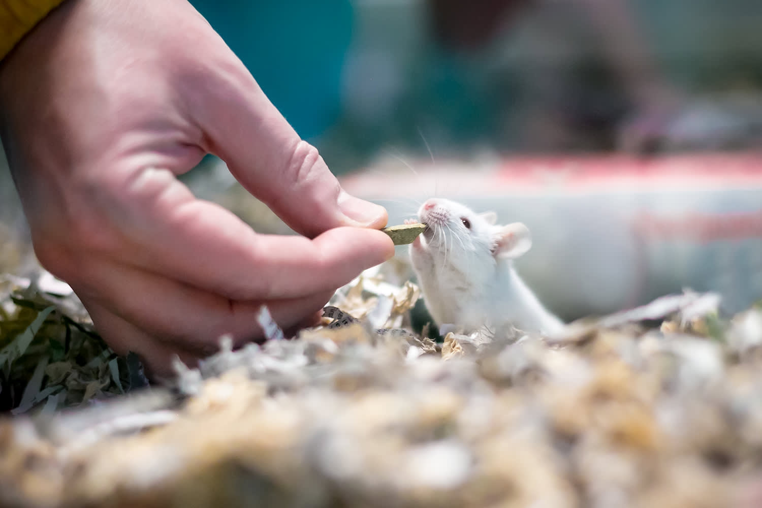 Une souris comme animal domestique