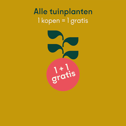 T.e.m. 13/9: 1 + 1 op alle tuinplanten (van dezelfde soort)