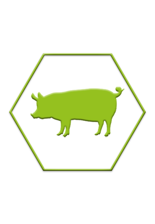 Pig animal page image