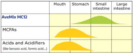 Figure 1 – Schematic of the active site of different products along the gut