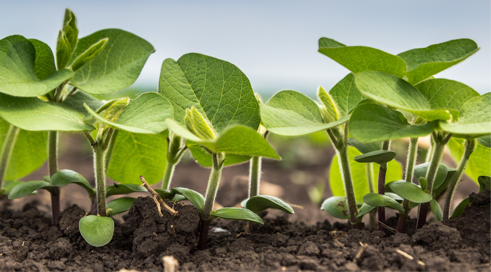 Sanac bonen 968x536px