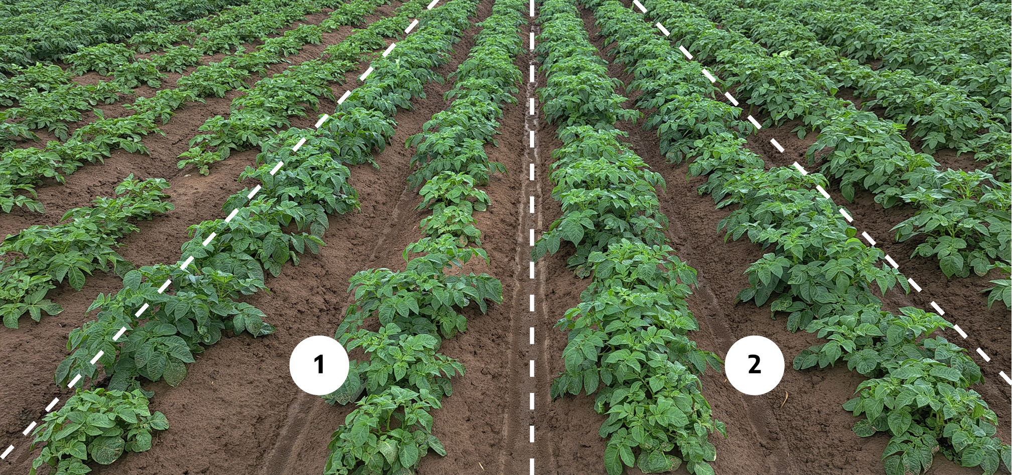 MH toepassen en coloradokever bestrijden in aardappelen 4